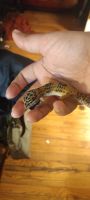 Leopard Gecko Reptiles for sale in Syracuse, NY, USA. price: NA