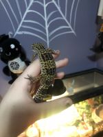 Leopard Gecko Reptiles for sale in Southgate, Michigan. price: $100