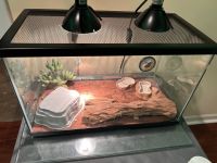 Leopard Gecko Reptiles for sale in Saint Charles, Illinois. price: NA