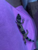 Leopard Gecko Reptiles for sale in Kansas City, Missouri. price: $150