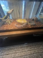 Leopard Gecko Reptiles for sale in College Station, Texas. price: $100