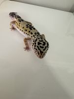 Leopard Gecko Reptiles for sale in Toms River, New Jersey. price: $230