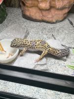 Leopard Gecko Reptiles for sale in North Little Rock, Arkansas. price: $50