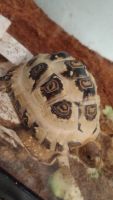 Leopard Tortoise Reptiles for sale in Oklahoma City, OK, USA. price: NA