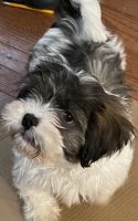 Lhasa Apso Puppies for sale in Harrisburg, PA, USA. price: NA