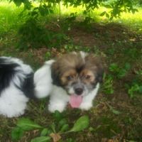 Lhasa Apso Puppies for sale in Midland Park, NJ 07432, USA. price: NA