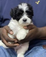 Lhasa Apso Puppies for sale in 4223 Washington St, Ayden, NC 28513, USA. price: NA