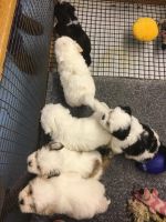 Lhasa Apso Puppies for sale in Baltimore, MD 21214, USA. price: NA