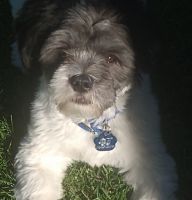 Lhasa Apso Puppies for sale in Nampa, ID, USA. price: NA