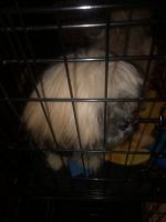 Lhasa Apso Puppies for sale in Pembroke, NC 28372, USA. price: NA