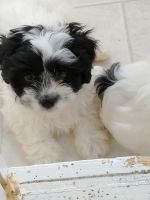 Lhasa Apso Puppies for sale in Caro, MI 48723, USA. price: NA