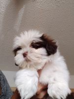 Lhasa Apso Puppies for sale in 24645 Iceland Path, Lakeville, MN 55044, USA. price: NA