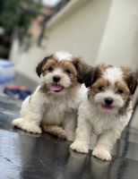 Lhasa Apso Puppies for sale in Miami Ct, Brooklyn, NY 11225, USA. price: NA