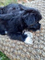 Lhasa Apso Puppies for sale in 6429 Emerald Dr, Rocklin, CA 95677, USA. price: NA
