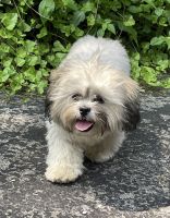 Lhasa Apso Puppies for sale in Hillsboro, MO 63050, USA. price: NA