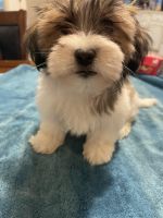 Lhasa Apso Puppies for sale in Jacksonville, AR, USA. price: NA