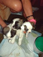Lhasa Apso Puppies for sale in New Castle, PA, USA. price: NA