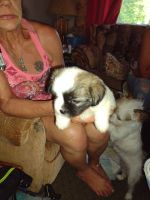Lhasa Apso Puppies Photos