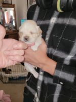 Lhasa Apso Puppies for sale in Apple Valley, CA 92307, USA. price: NA