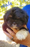 Lhasa Apso Puppies for sale in Medford, OR, USA. price: NA