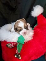 Lhasa Apso Puppies for sale in San Antonio, TX, USA. price: NA