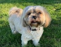 Lhasa Apso Puppies for sale in Washington, PA 15301, USA. price: NA