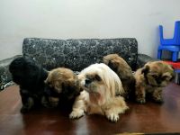 Lhasa Apso Puppies for sale in Kishangarh, New Delhi, Delhi, India. price: 15 INR
