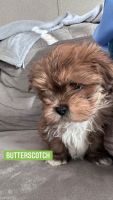 Lhasa Apso Puppies for sale in Garden City, KS 67846, USA. price: NA