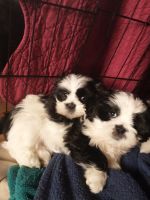 Lhasa Apso Puppies for sale in Lebanon, OR 97355, USA. price: NA