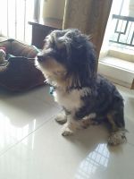 Lhasa Apso Puppies for sale in Lucknow, Uttar Pradesh, India. price: NA