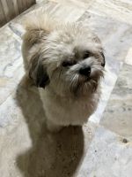Lhasa Apso Puppies for sale in Sion Cir, Sion West, Sion, Mumbai, Maharashtra 400022, India. price: 15000 INR