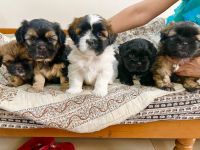 Lhasa Apso Puppies for sale in Kothrud, Pune, Maharashtra, India. price: 13000 INR