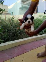 Lhasa Apso Puppies for sale in Hyderabad, Telangana, India. price: 10000 INR