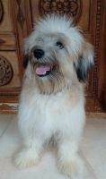 Lhasa Apso Puppies for sale in Kilimanoor, Kerala, India. price: 10000 INR