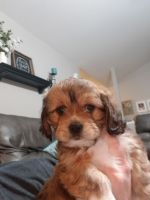 Lhasa Apso Puppies for sale in Fort Collins, CO, USA. price: NA