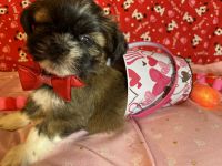 Lhasa Apso Puppies for sale in Altoona, PA, USA. price: NA