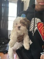 Lhasa Apso Puppies for sale in North Plainfield, NJ 07062, USA. price: NA