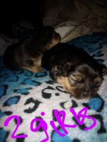 Lhasa Apso Puppies for sale in Springdale, AR, USA. price: NA