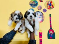 Lhasa Apso Puppies for sale in Hyderabad, Telangana, India. price: 24,000 INR