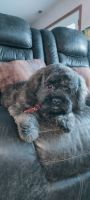 Lhasa Apso Puppies for sale in Fort Wayne, Indiana. price: $750