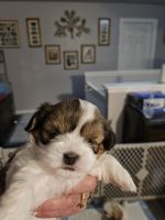 Lhasa Apso Puppies for sale in San Antonio, TX, USA. price: $400