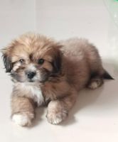 Lhasa Apso Puppies for sale in Mumbai, Maharashtra. price: 22,000 INR