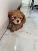 Lhasa Apso Puppies for sale in Pune, Maharashtra. price: NA