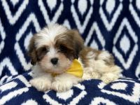 Lhasa Apso Puppies for sale in Lakeland, Florida. price: $695