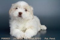 Lhasa Apso Puppies for sale in San Diego, CA, USA. price: NA