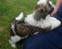 Lhasa Apso Puppies for sale in Philadelphia, PA, USA. price: NA