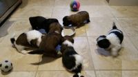 Lhasa Apso Puppies for sale in Ontario, CA, USA. price: NA