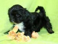 Lhasa Apso Puppies for sale in Beaumont, TX, USA. price: NA