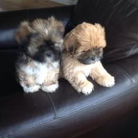 Lhasa Apso Puppies for sale in Pleasantville, PA 16341, USA. price: NA