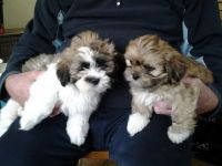 Lhasa Apso Puppies for sale in Round Rock, TX, USA. price: NA